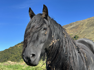 Mérens (stämmige  Gebirgspferde) auf dem Col de la Core, Pyrenäen