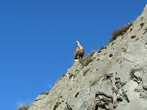 Gänsegeier in den Pyrenäen