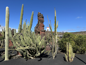 Jardn de Cactus auf Lanzarote