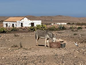 Irgendwo auf Fuerteventura