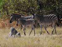 Zebras