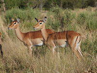 Impalas