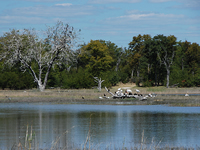 Wasserloch im Moremi