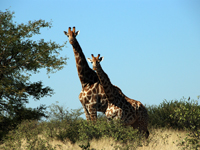 Willkommen in der Central Kalahari