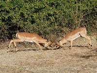 Impalas