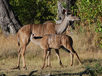 Kudus