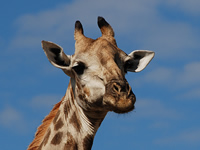 Neugierige Giraffe