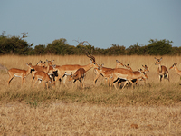 Impalas