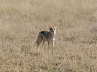 Neugieriger Schakal