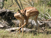 Impala