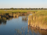 Lagune im Okavango Delta