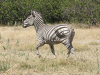 Zebra auf dem Hotelgelände