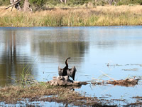 Kormoran trocknet seine Flügel