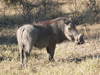 Vielleicht war's ja auch ein Wildschwein