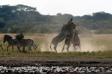 Zebras