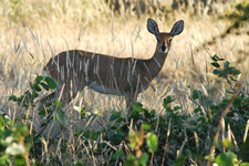 Impala-Weichen