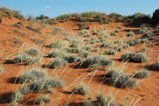 Die Farben der Kalahari