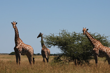 Giraffen in der Kalahari