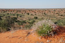 Aussicht vom Red Dune Camp