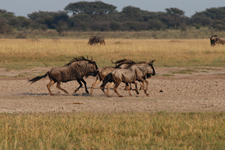 Gnus