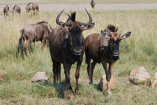 Gnus