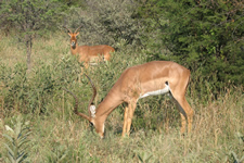 Impala-Junggesellen