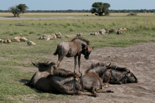 Gnu-Kindergarten