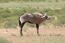 Oryx