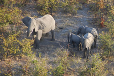 Okavango-Delta