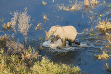 Okavango-Delta