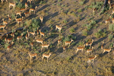 Okavango-Delta