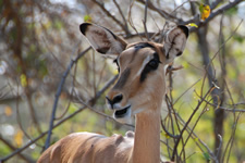 Impala