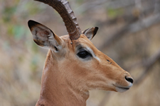 Impala-Bock