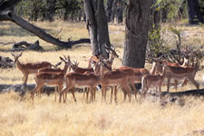 Impalas