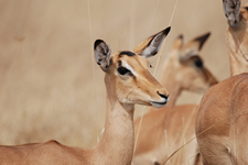 Impalas