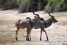 Grosser Kudu