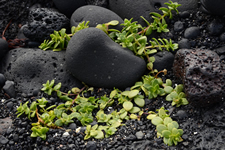 Spriessendes Grün im Lavafeld