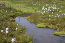 Schmalblättriges Wollgras