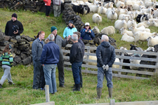 Die Schafe werden in die Verteilpferche getrieben