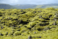 Vom Moos überwachsenes Lavafeld