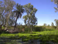 Teich im Millstream-Chichester Nationalpark