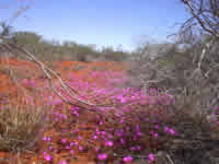 Wildblumen am Wegesrand