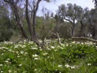 Im Tuart Forest bei Bunbury