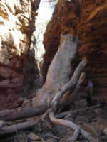 Abgestorbener Baum in der Alligator Gorge