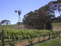 Der Weinberg von Skillogalle im Clare Valley