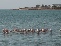 Flamingos in der Lagune von Walvis Bay