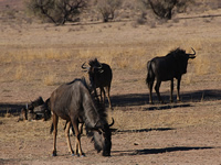 Blaugnus