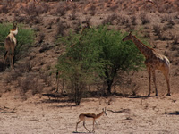 Giraffen beim Abendessen