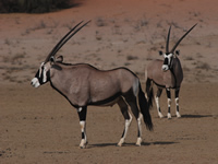 Namibia 2007