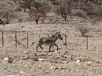 Bergzebra